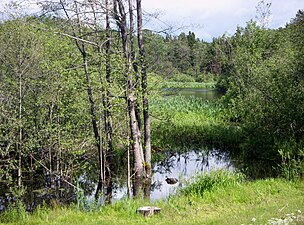 Skogsö träsk