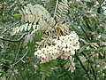 Sorbus koehneana