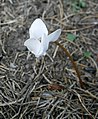 The first cyclamen