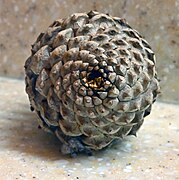 Top of a pine cone