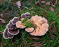 Pale and brown varieties side by side