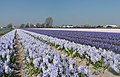 Voorhout, field with hyacinths