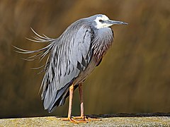 White-faced-Heron444