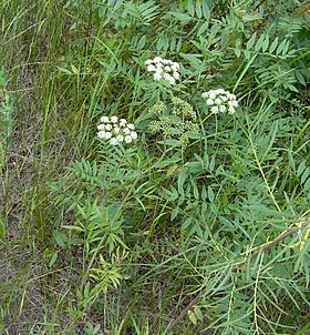 Cicuta maculata