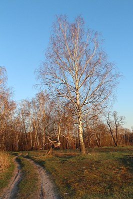 берёзы в заказнике