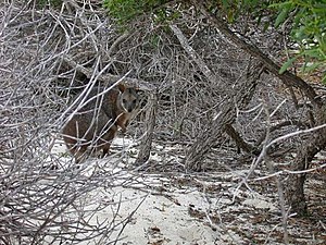 Abrolhos North-Island, Damavallaby