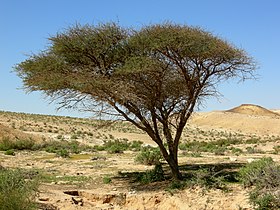 ارتبطت شجرة السنط بـ يوساست، معبودة الأساطير المصرية البدائية.