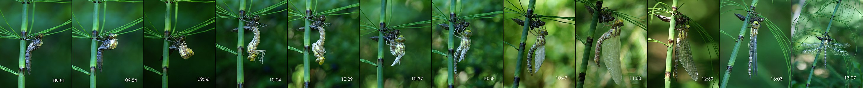 Southern hawker moulting, by Böhringer
