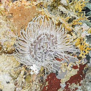 Sebae anemone, by Poco a poco