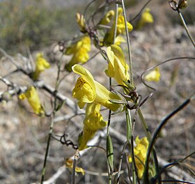 Neogaerrhinum filipes