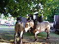 Fête du cheval.