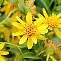 Arnica longifolia