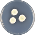 Aspergillus biplanus growing on CYA plate