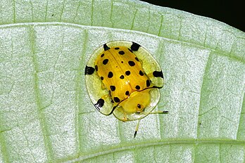 Aspidimorpha miliaris sobre uma folha no distrito de Kozhikode, Querala, Índia. O inseto é bastante pequeno, com apenas 15 mm de comprimento (definição 3 103 × 2 073)