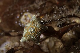 Astérie naine (Asterina phylactica)