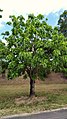 Tree growing in Redlynch, Queensland, Australia