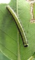 Final instar caterpillar