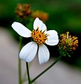 コセンダングサの母種 Bidens pilosa