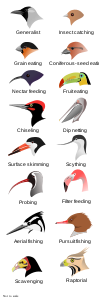 Comparison of beaks, by Shyamal