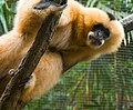 Nördlicher Weißwangen-Schopfgibbon, Weibchen