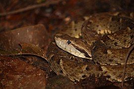 Bothrops atrox