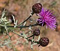 Centaurea ucriae