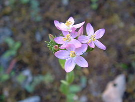 Centaurium pulchellum