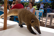 South American coati seeking discarded food in the Iguazú [Falls] National Park of Argentina