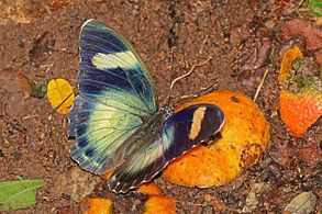 male E. p. ceroides, Ghana