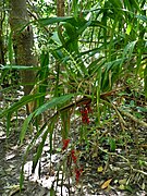 With both flowers and fruit