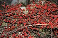 Cotoneaster