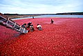 Image 15Cranberry harvest (from New Jersey)