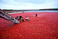 Image 20Cranberry harvest (from New Jersey)