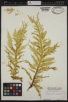 Desmarestia herbacea (Turner) J.V.Lamourou