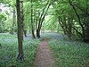 Edolph's Copse