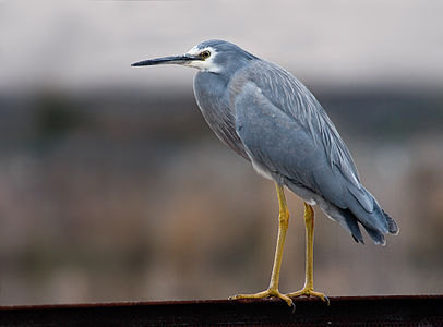 White-faced heron in non-breeding plumage, by JJ Harrison