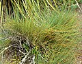 Ephedra californica