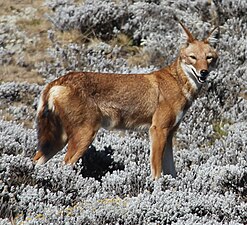 Loup d'Abyssinie (Canis simensis)