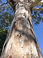 Trunk bark