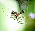 filmy dome spiders (Neriene radiata) mating