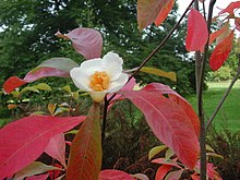 A photo of a flowering shrub - the photo centers on a single white flower at the end of a branch with red leaves (as the photo was taken in the autumn).