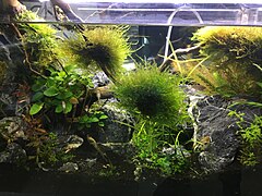 Épiphytes en aquarium d'eau douce.