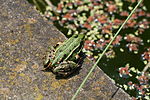 Grenouille (Rana esculenta ou Rana lessonae ou Rana ridibunda?), bord bassin artificiel - je penche pour la dernière - hum, un peu petite non? - Ouais mais c'est p'être une jeune