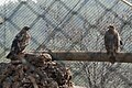 Gaziantep Zoo Eagles
