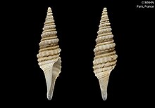 two images of Gemmula closterion shells, one seen from behind and one from the front