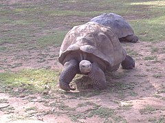 Galápagos tortoise