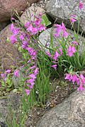 Gladiolus illyricus