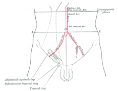 Vue antérieur de l'abdomen, montrant les repères de surface pour les artères et le canal inguinal.