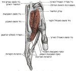 מבט מהצד על גידי האצבעות לאחר שהורחקו מהעצמות