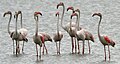 Greater Flamingo, provincial bird of Gujarat